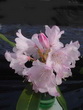 R. balfourianum